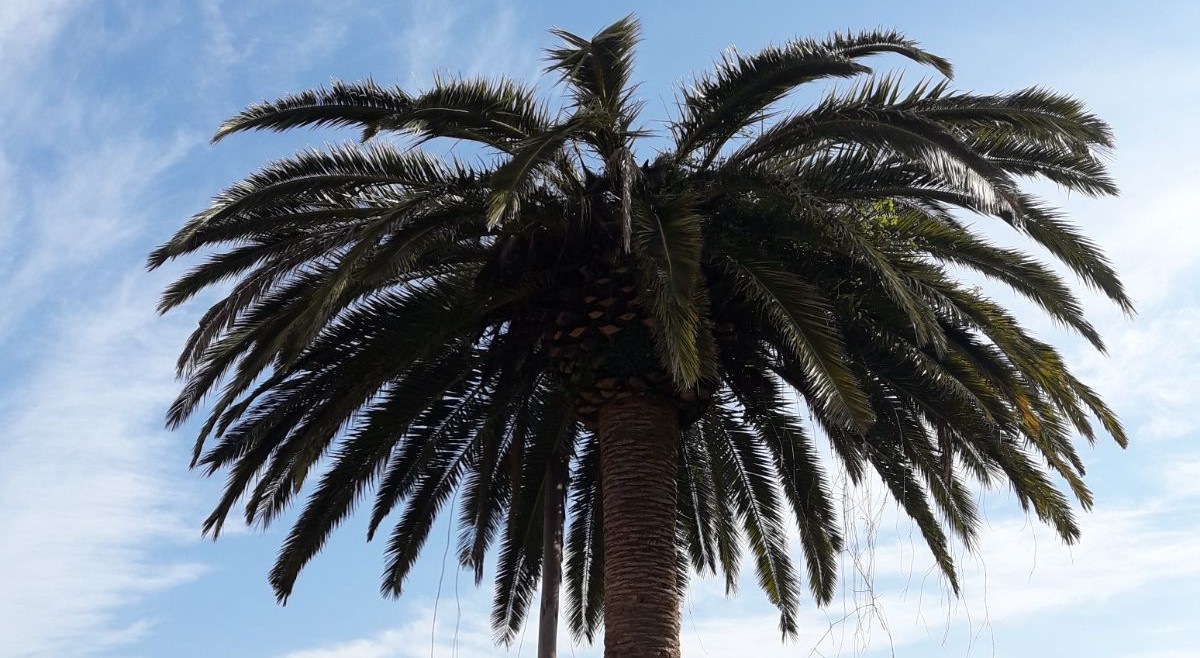 Internaco will provide training to its dealers on the pest control systems for the red palm weevil that is destroying palm trees across Spain